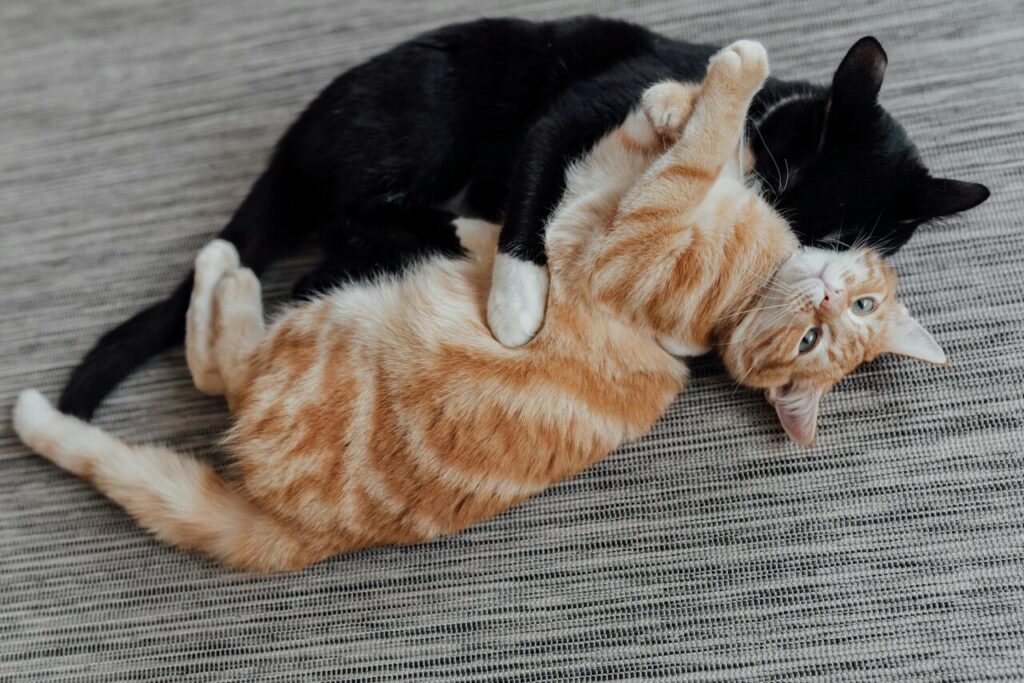 Black and orange cats cuddling playfully together.