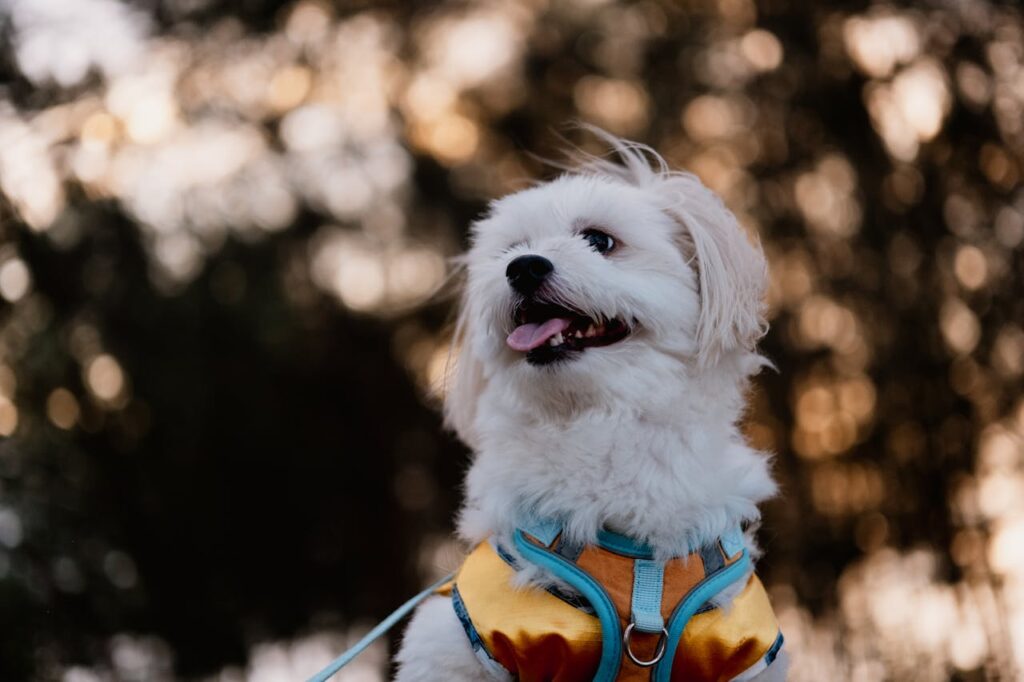 white puppy dog