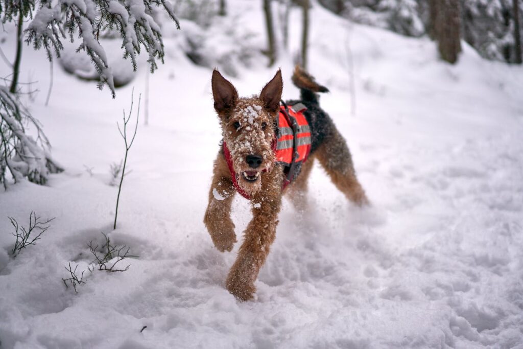 Airedale Terrier running through snow wearing a red safety vest