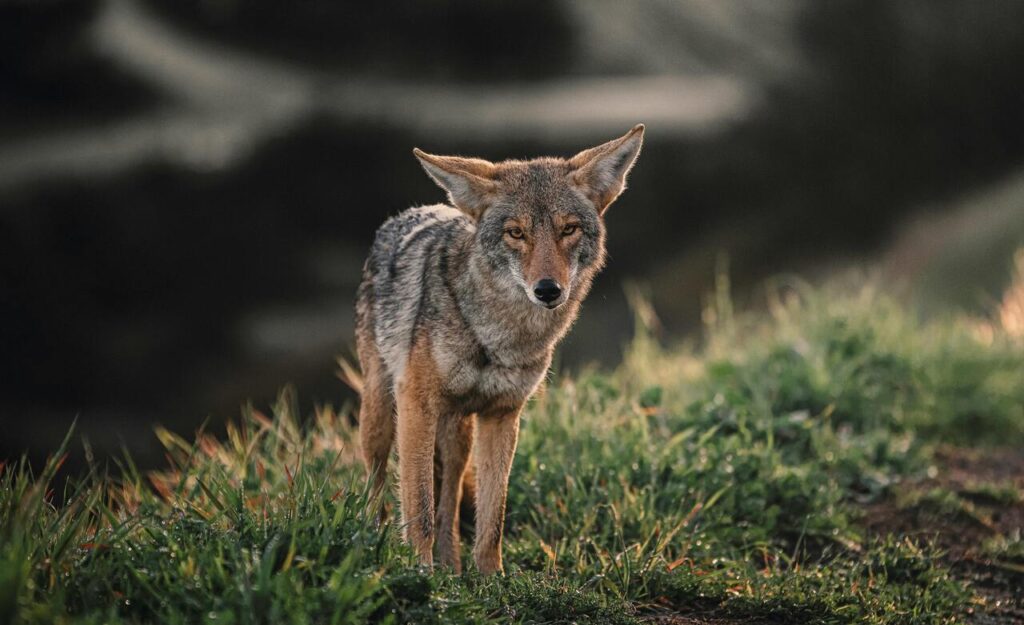 Coyote feeling weak