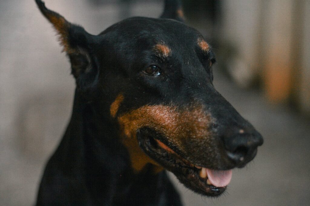 close-up-shot-of-a-doberman-pinscher