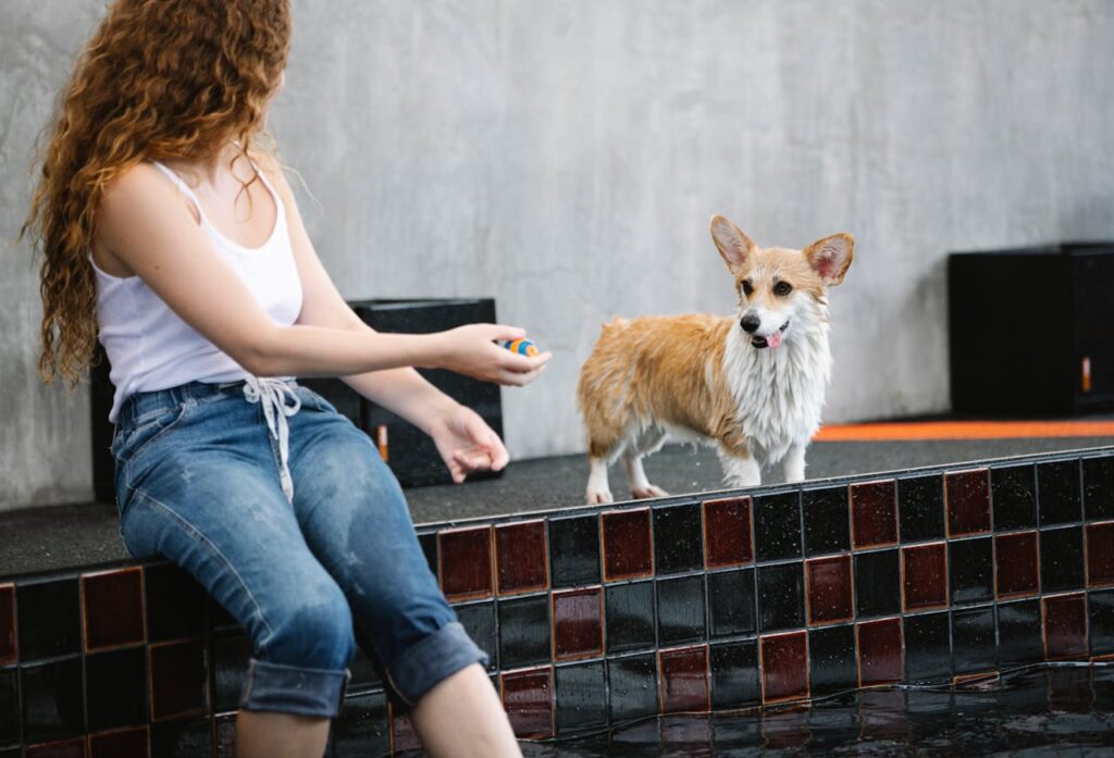 Woman holding ball near playful, wet Pembroke Welsh Corgi by pool
