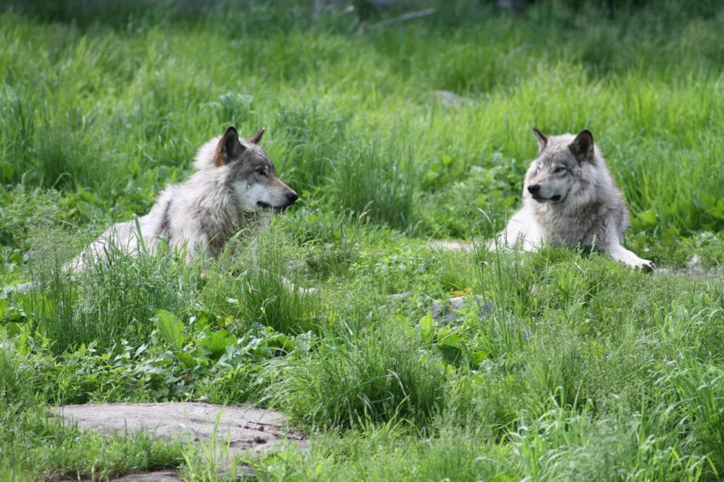 Two Wolfdogs