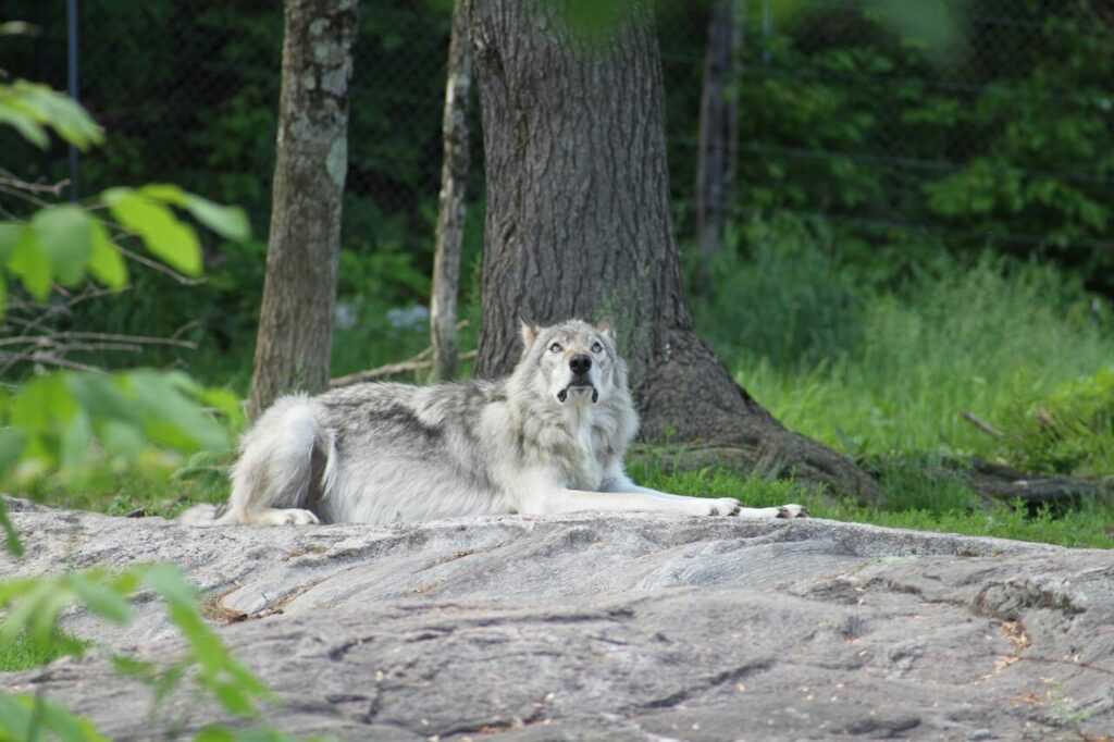 Wolfdog resting