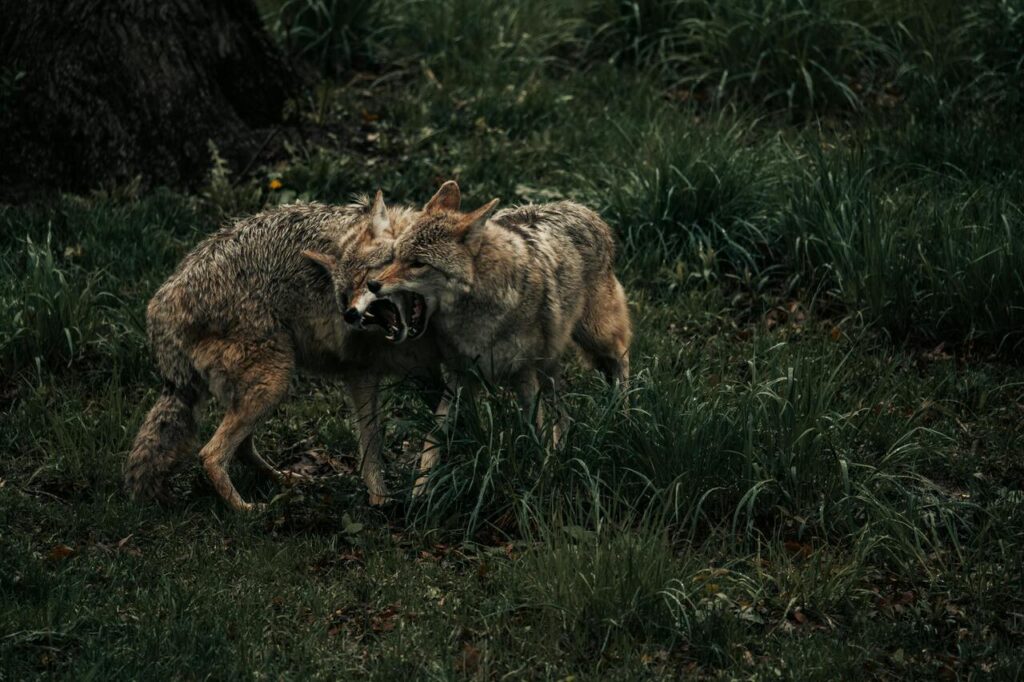 Coyotes fighting