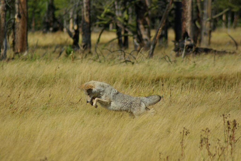 Coyote Restless