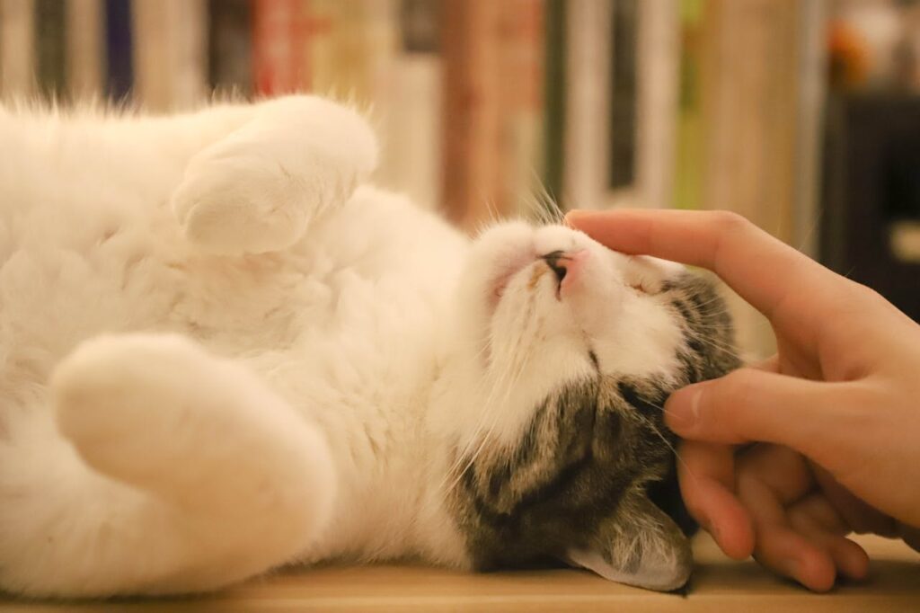 Playful cat lying on back being petted