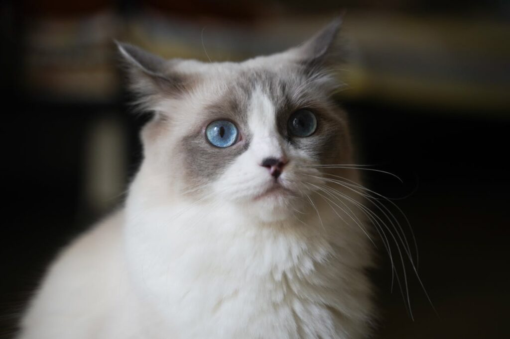 ragdoll cat