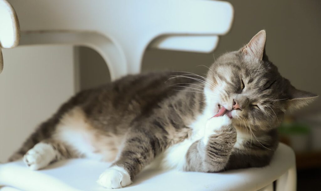cat licking