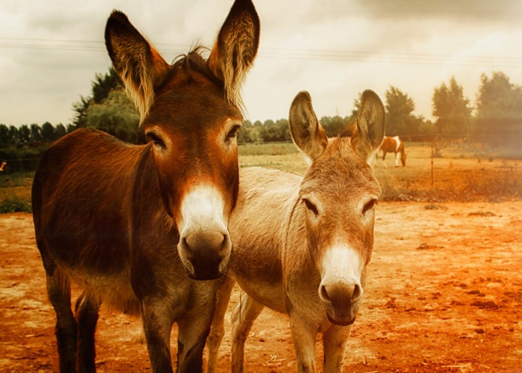 donkeys