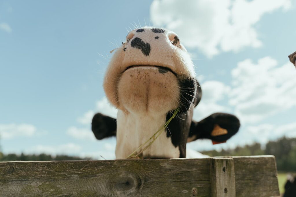 A cow looking upwards against blue sky