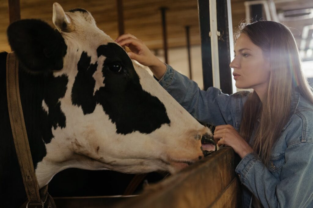 Woman petting a black and white cow inside a barn