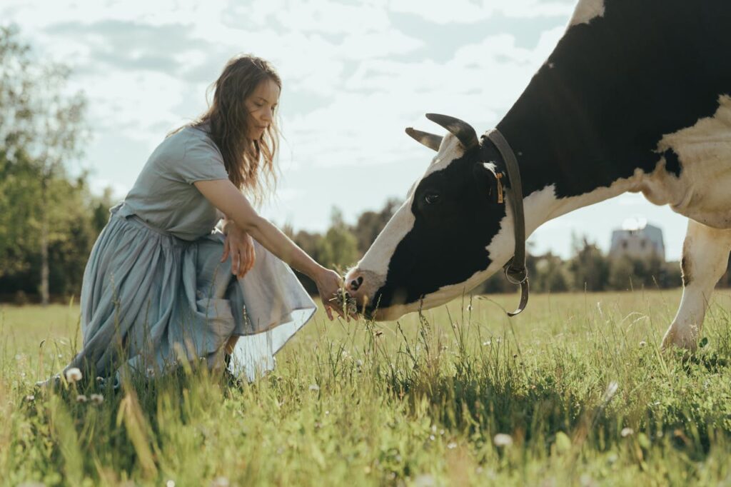 A woman feeding grass to a cow in a field