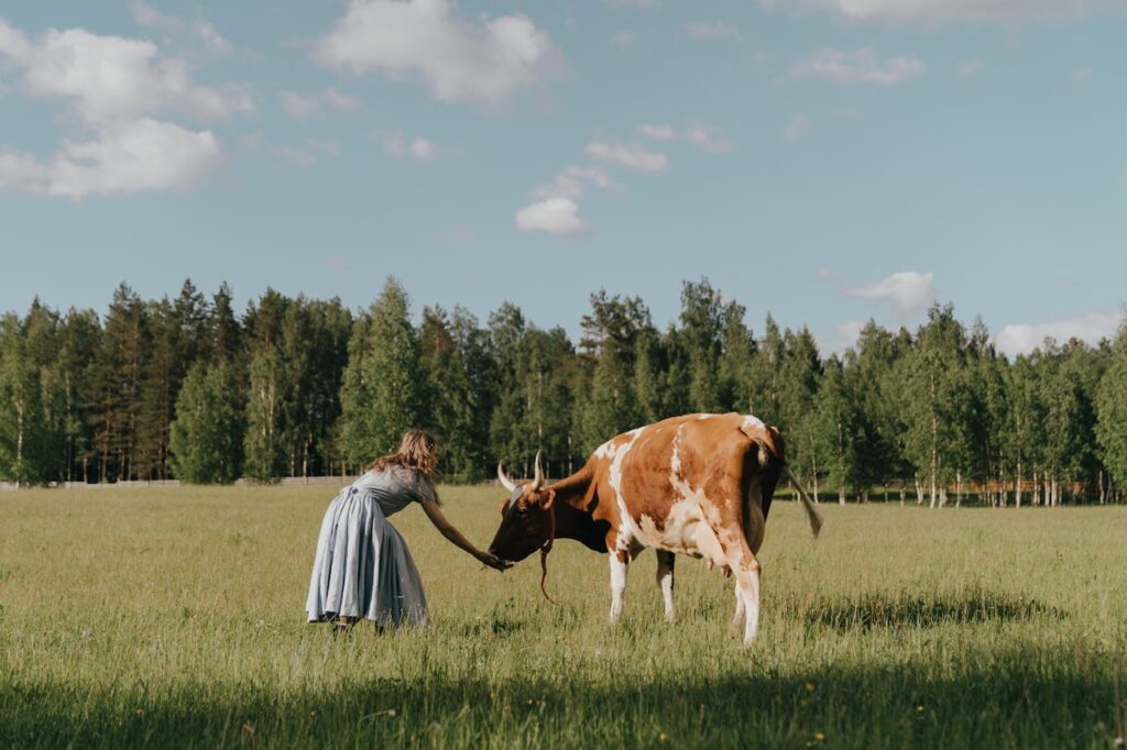 A woman bending to pet a cow in a meadow