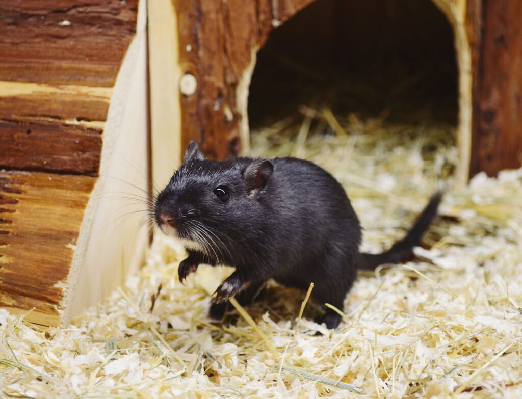 black gerbil