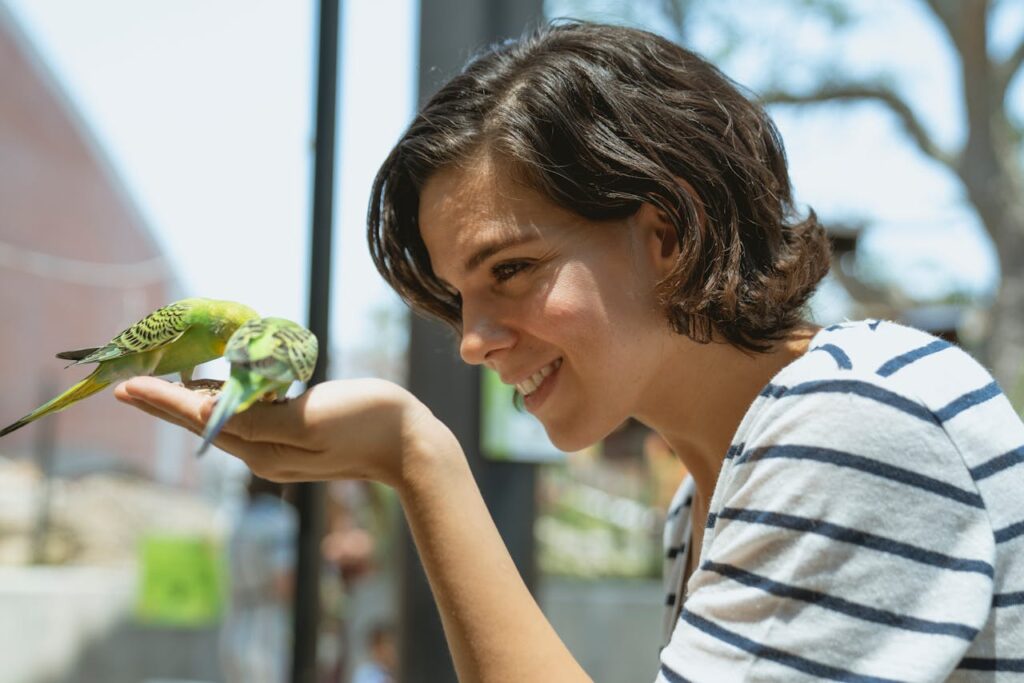 Woman feeding Budgerigars happily