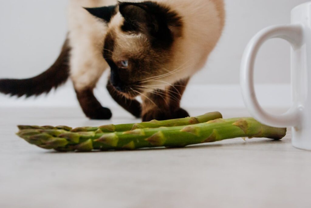 siamese with food