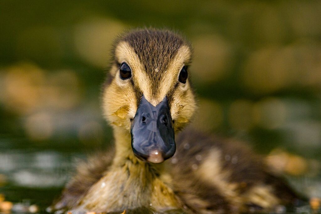 duckling