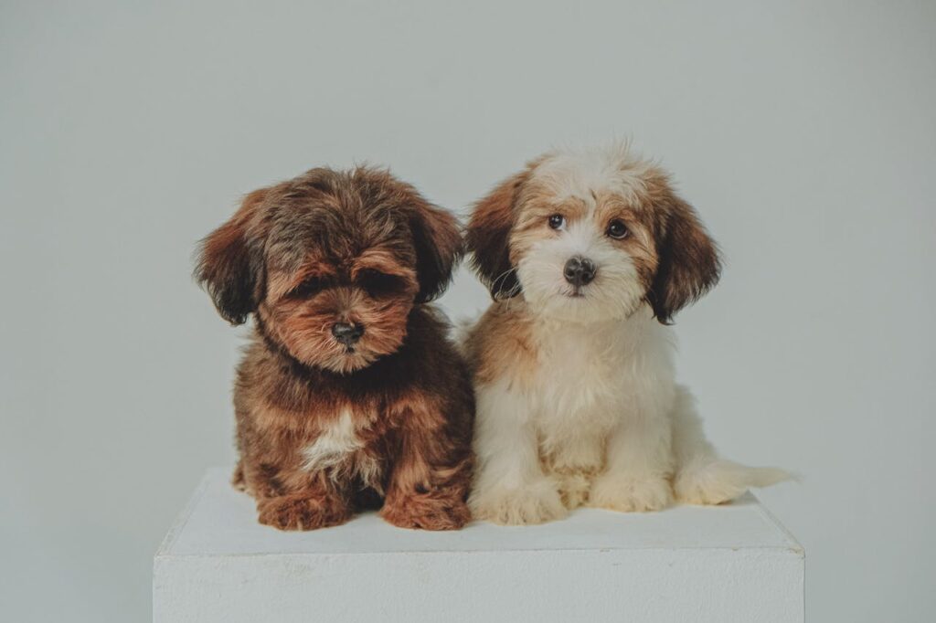 havanese