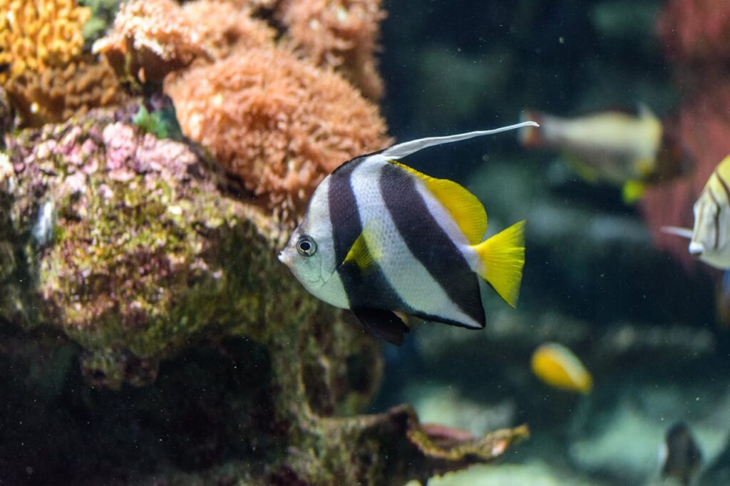 moorish idol
