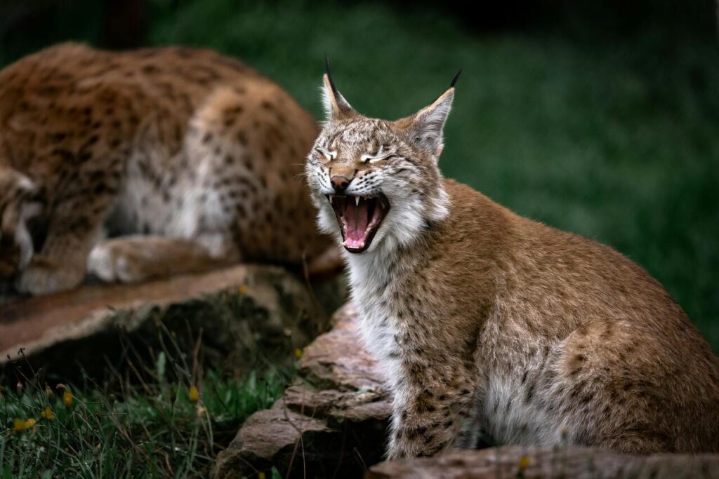 Bobcat with another bobcat