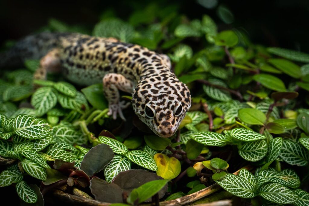 LEOPARD GECKO