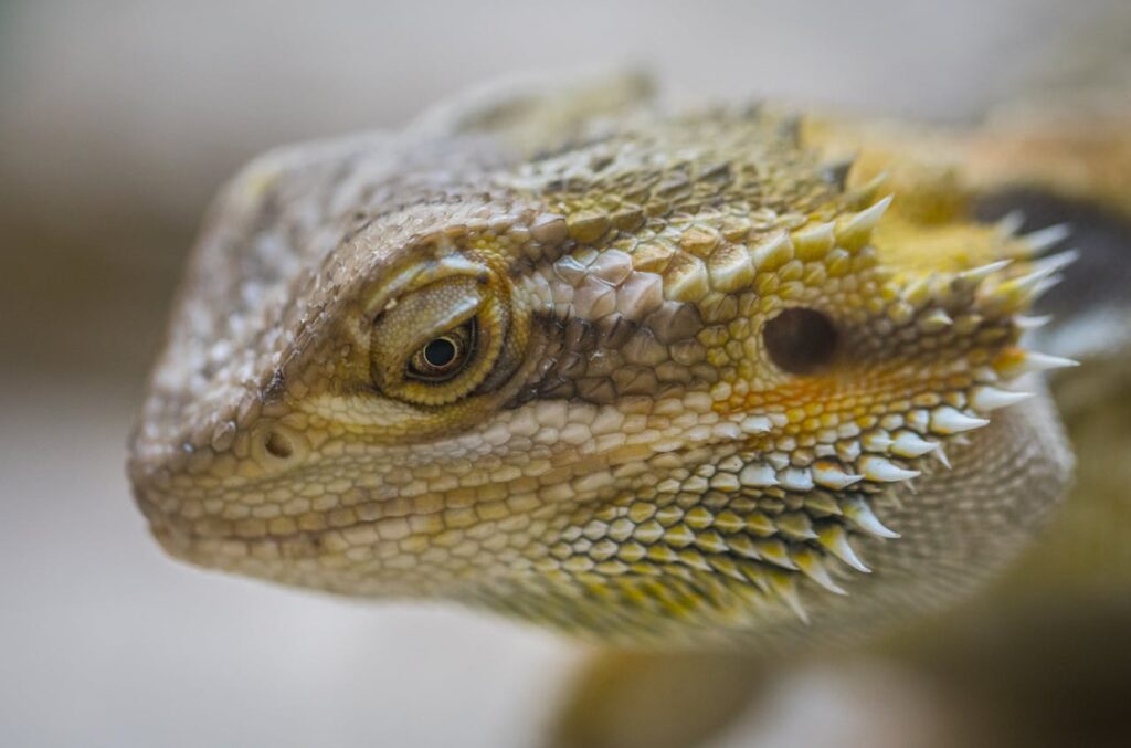 Bearded Dragon
