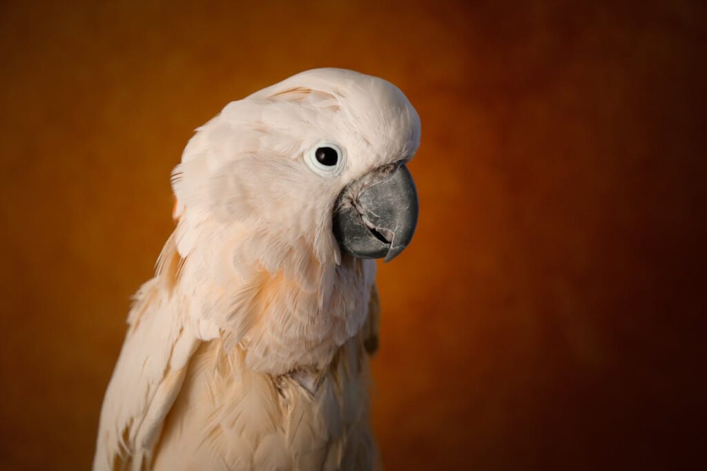 Moluccan Cockatoo posing with soft peach feathers.