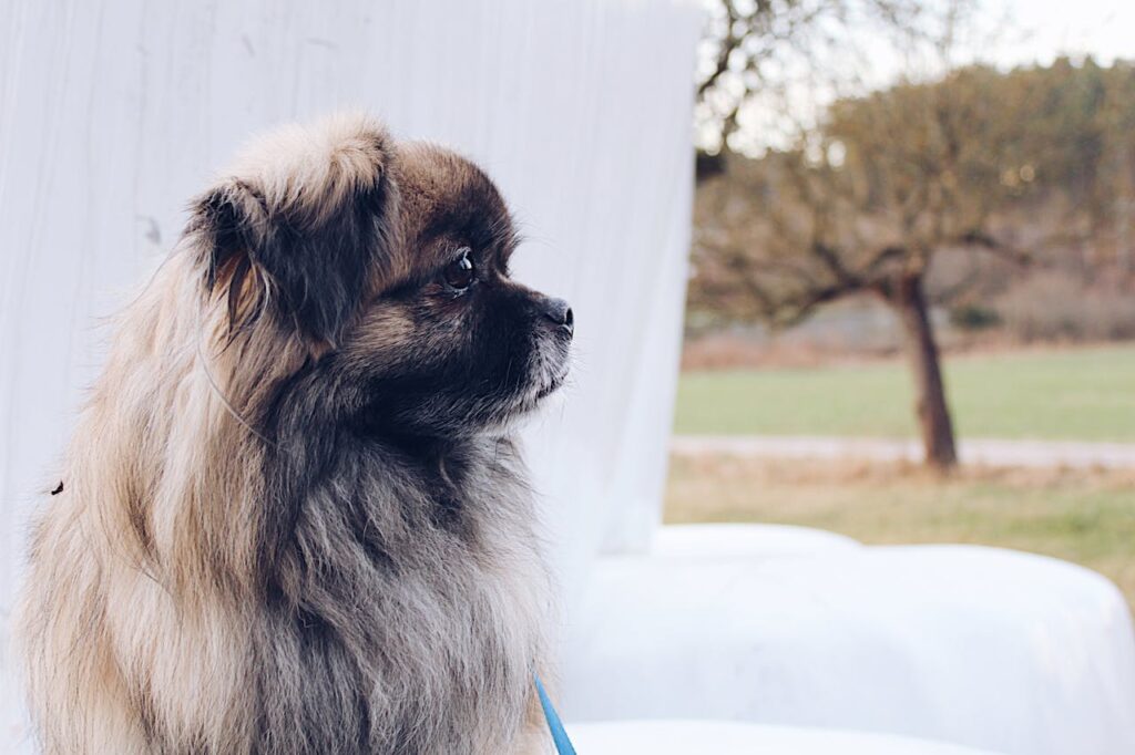 tan-pekingese