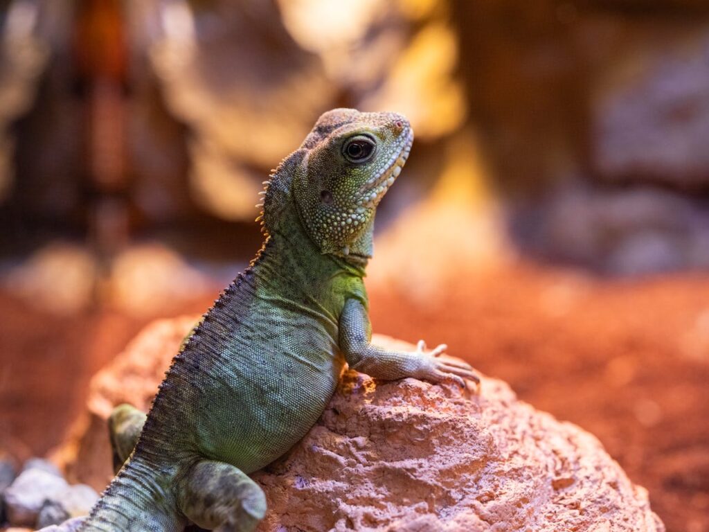 chinese water dragon