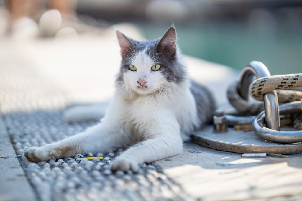 Turkish Angora cat relaxing by ropes.