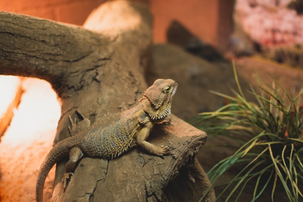 bearded dragon