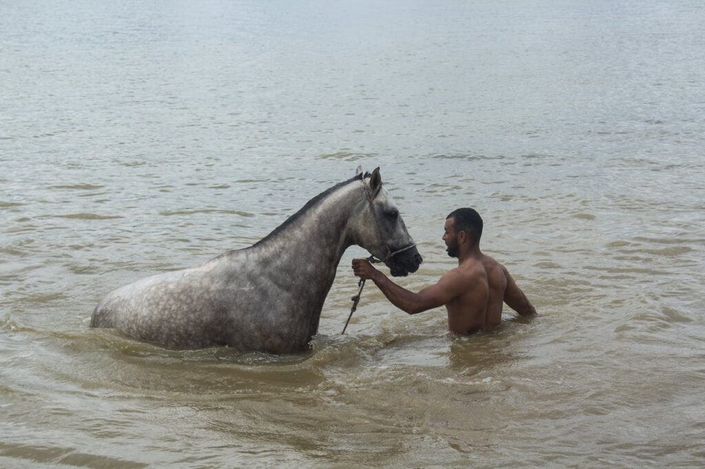 A grey horse standing calmly in the water