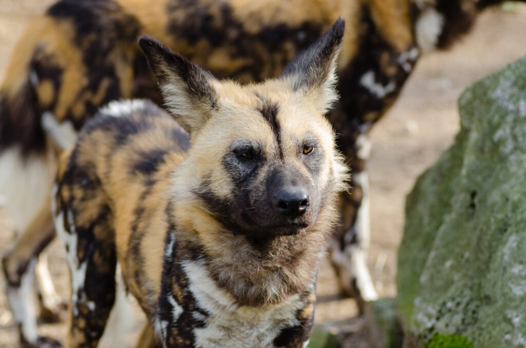 african wild dog