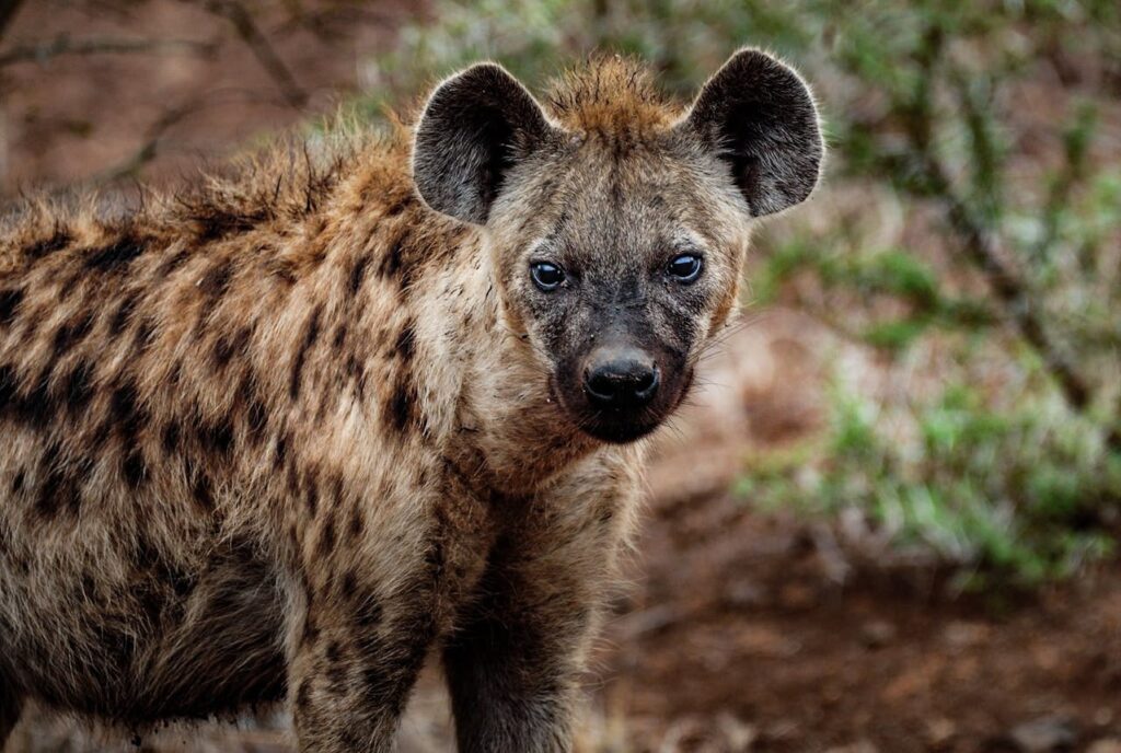 A close-up image of a spotted hyena