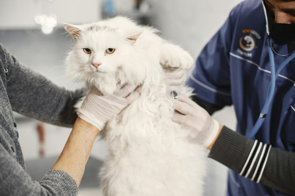 cats