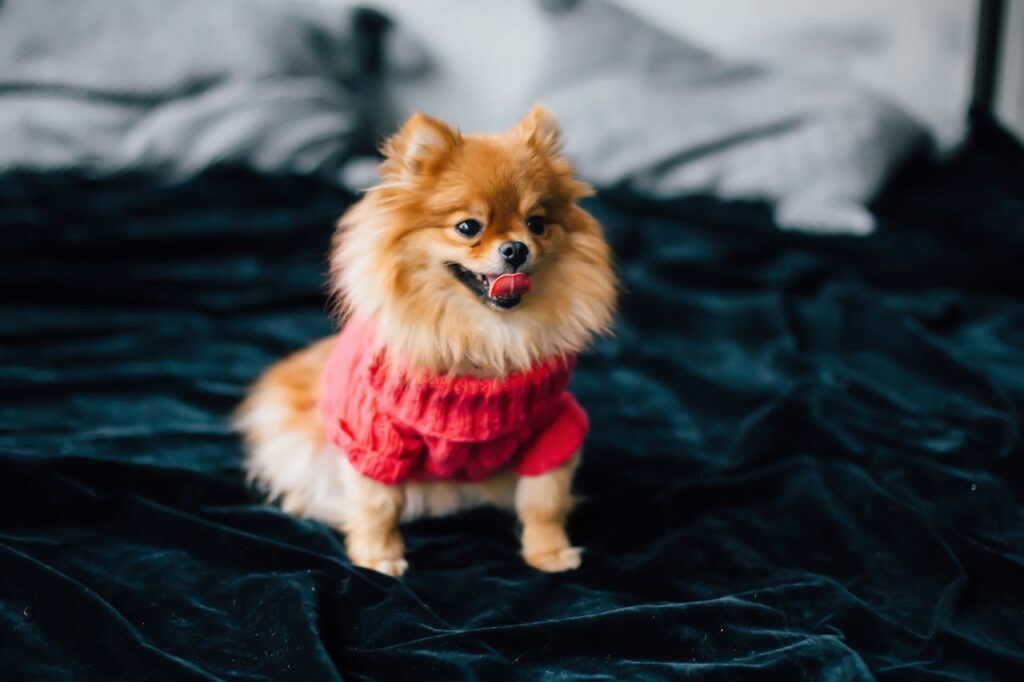 pomeranian-in-red-sweater