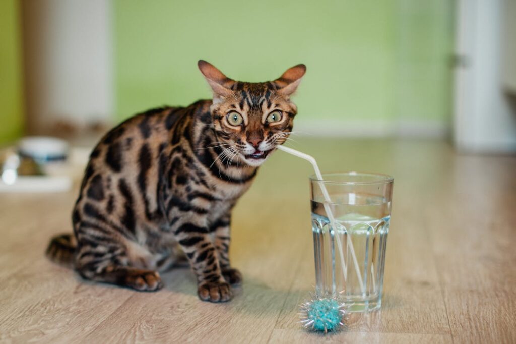 cat with water