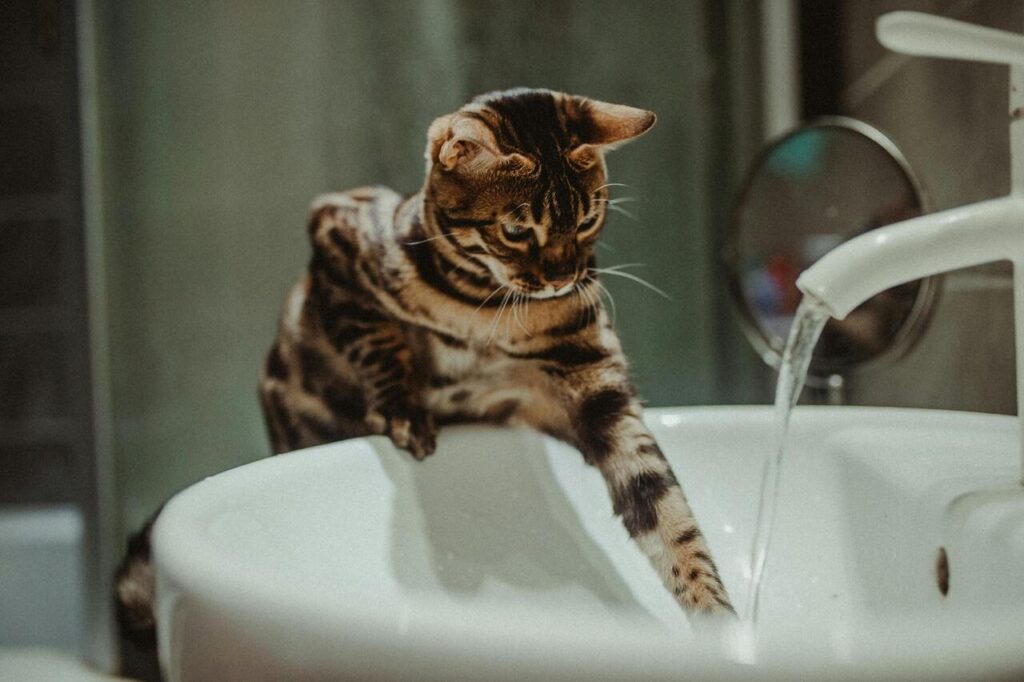 Bengal cat