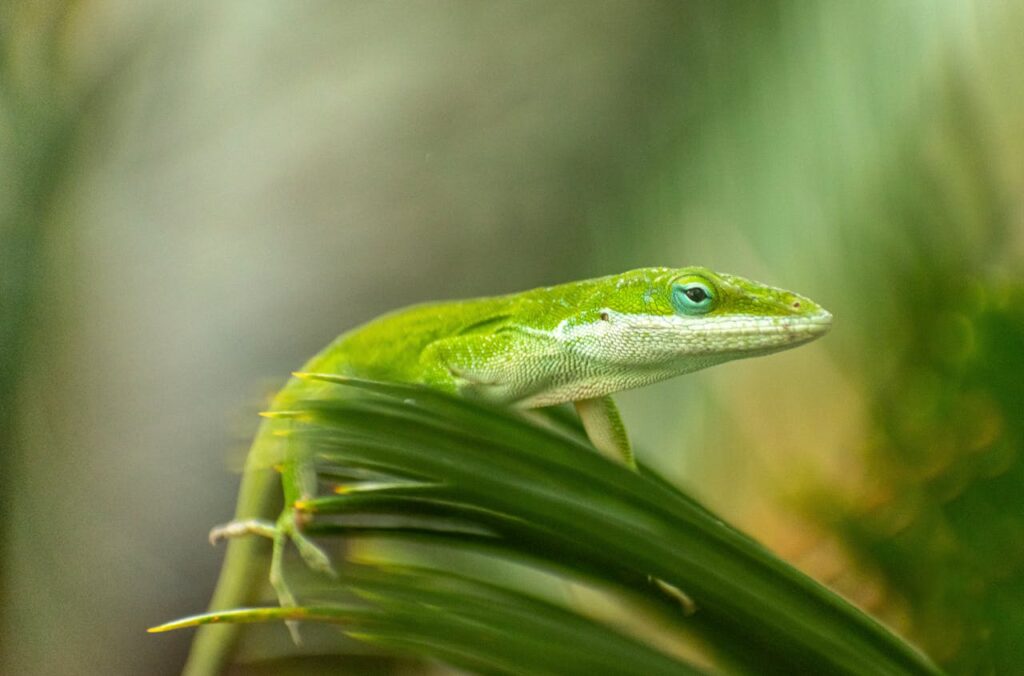 green anole lizard