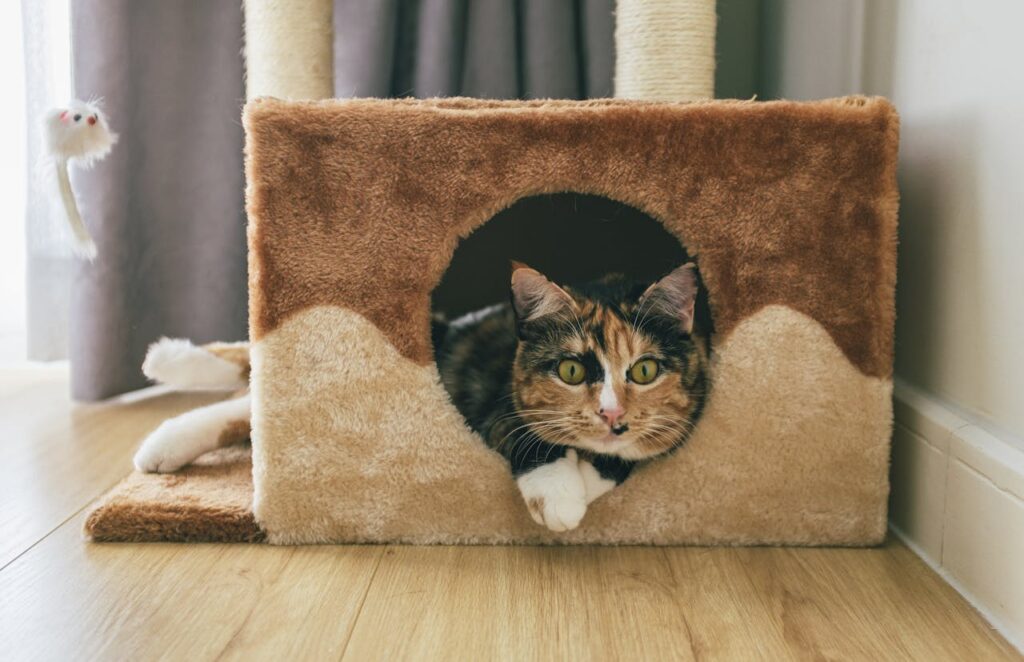 Signs You Need a New Litter Box for Your Cats