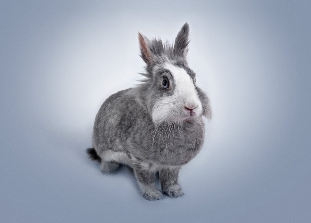 gray rabbit