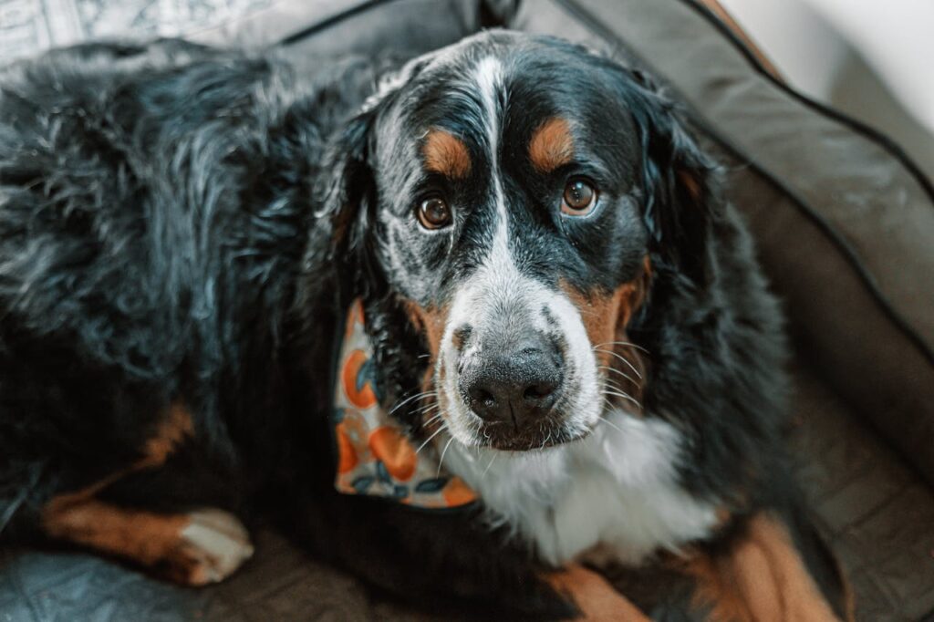 burnese mountain dog