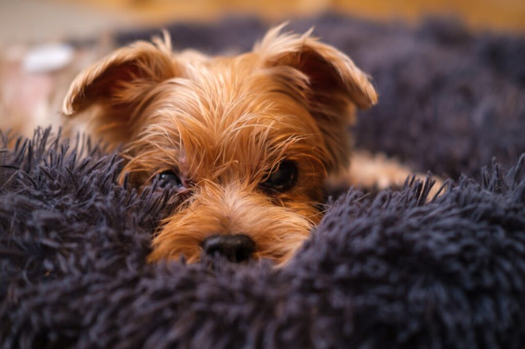 head-of-little-dog-on-blanket-