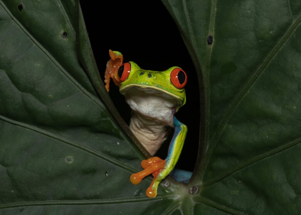 Red-eyed tree frog peeking through leaves