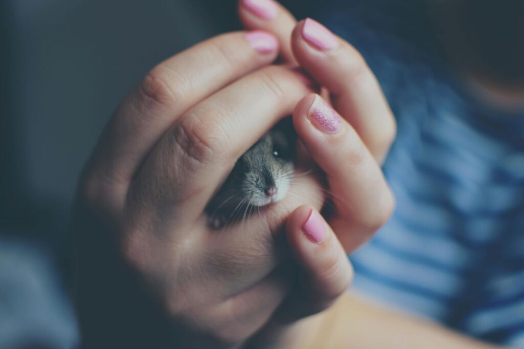 Hamster being shy