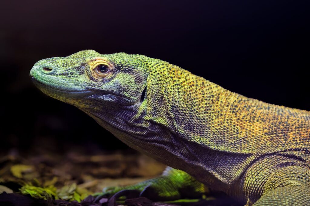 komodo dragon