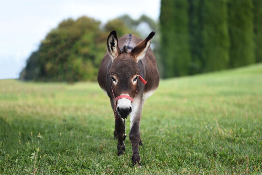 Fun Facts About Donkeys You Didn’t Know