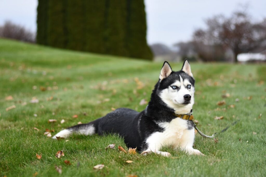 Siberian husky