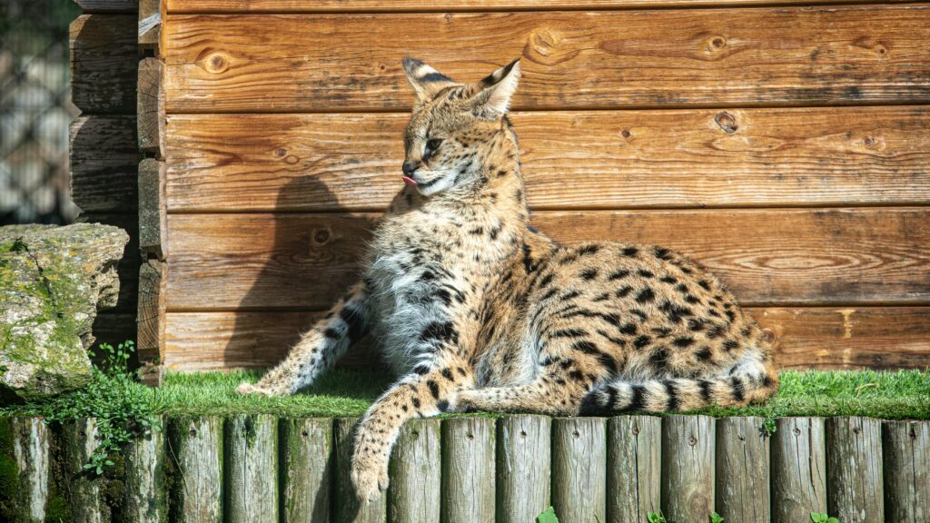 Serval
